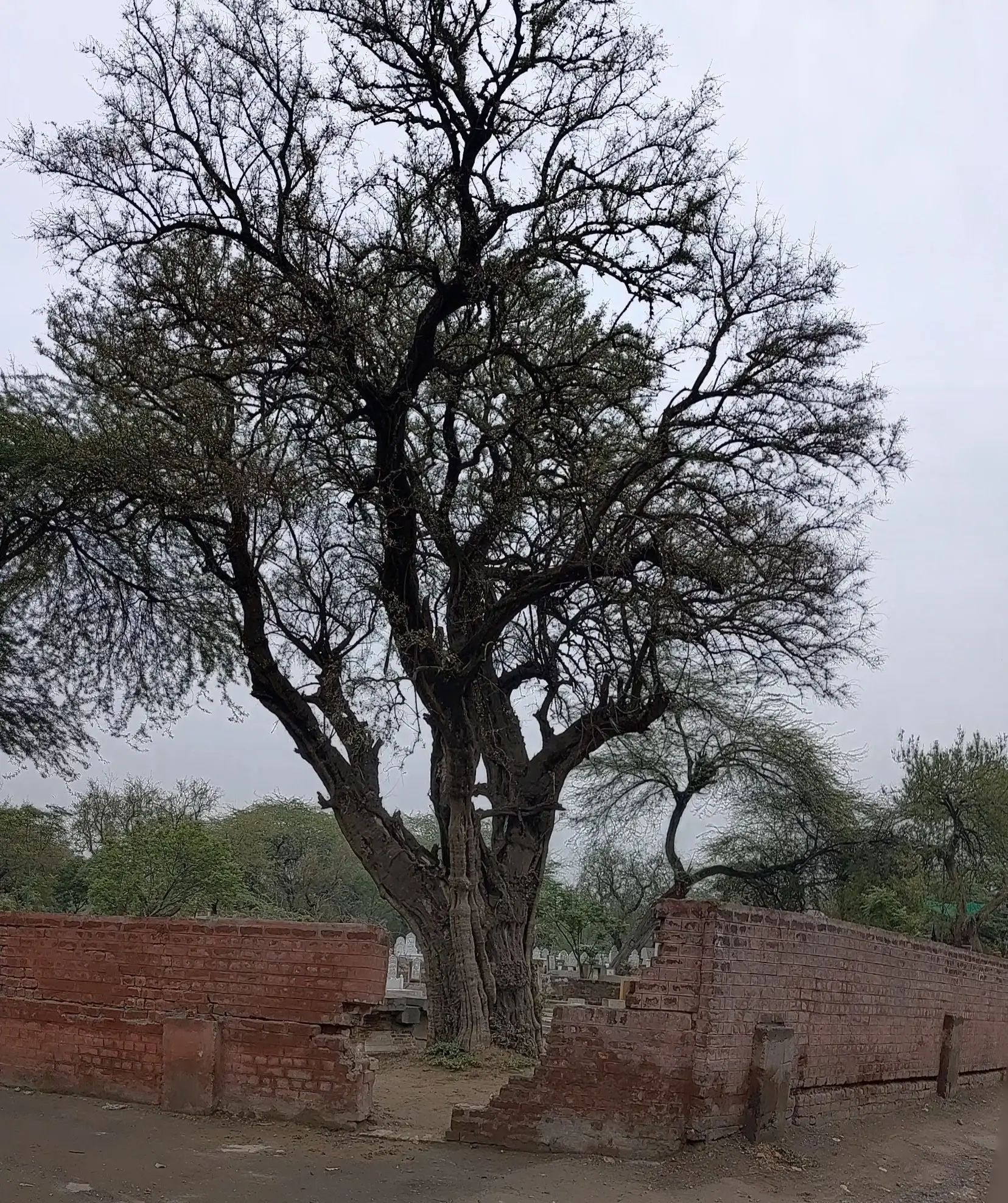 Miani Sahib Graveyard Lahore – History, Location & Famous Graves -110.webp