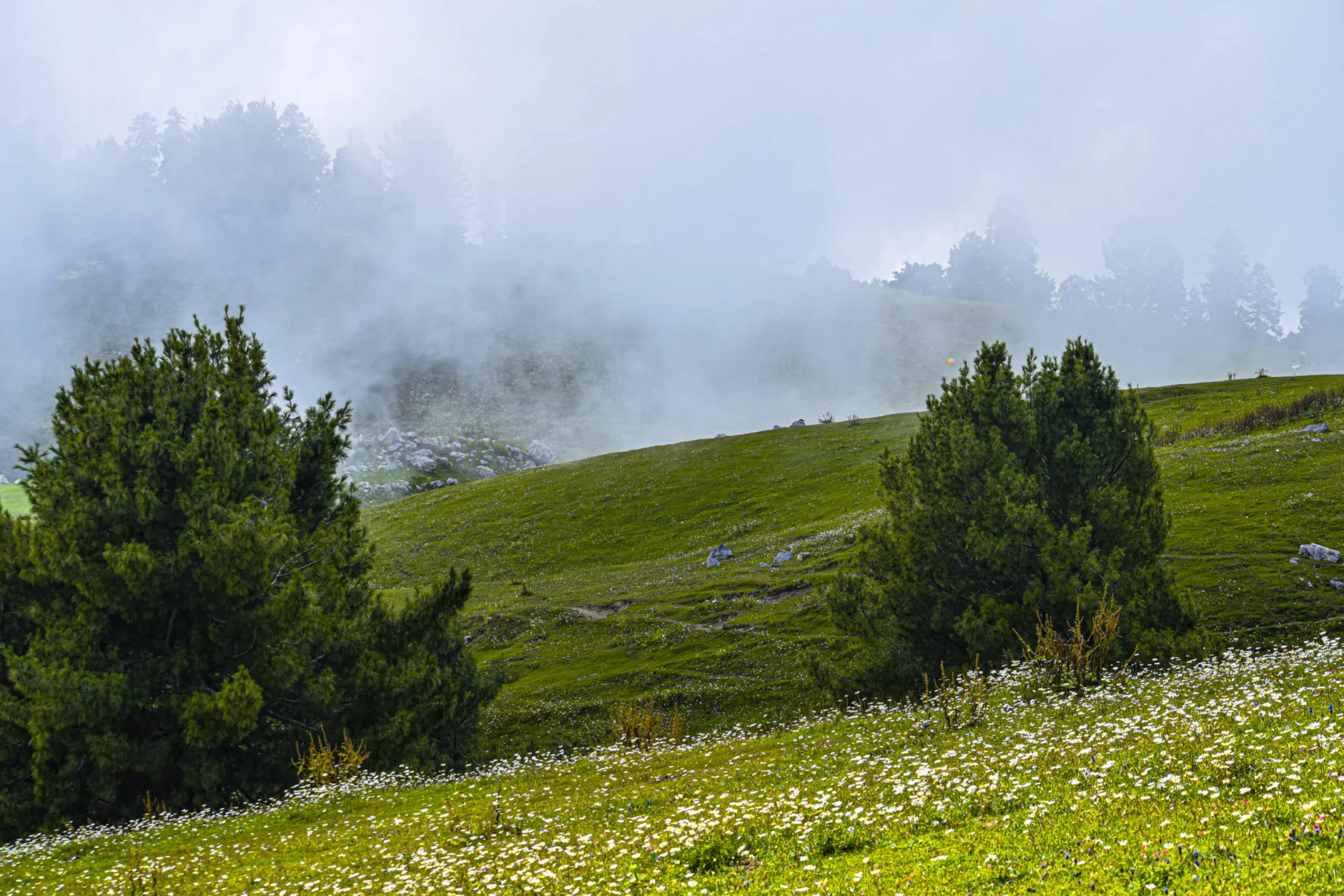 Mushkpuri Top Tour Trekking, Nature & Travel Guide (16)