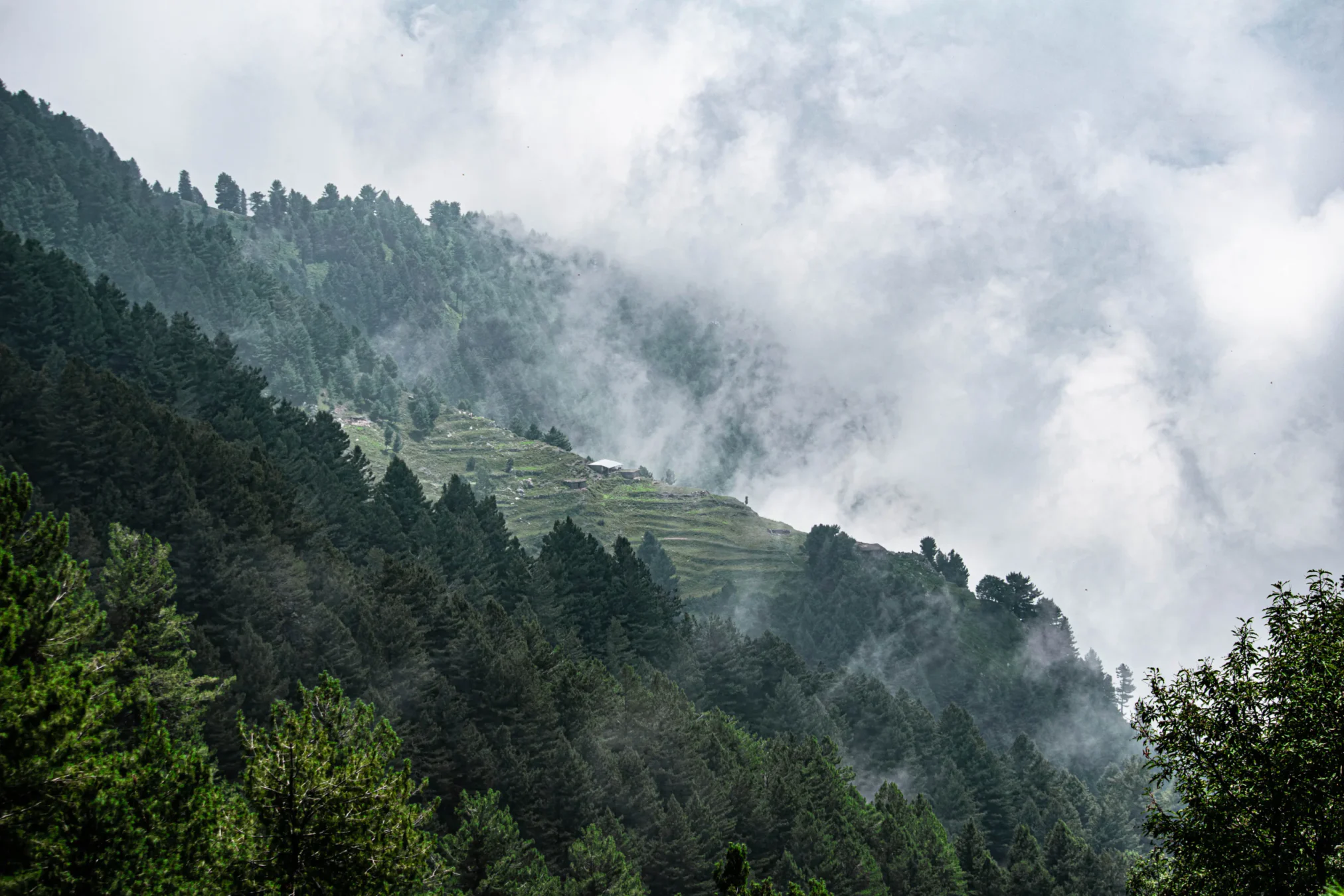 Mushkpuri Top Tour Trekking, Nature & Travel Guide (16)