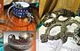 Antique Bracelet for Women